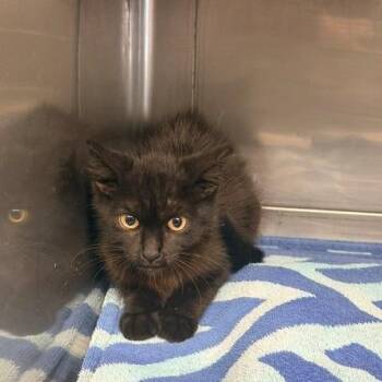 Noche -  Domestic Short Hair Cat for Adoption in Long Beach, California - Noche | PetCurious
