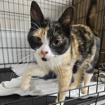 Celeste -  Domestic Short Hair Cat for Adoption in Chilliwack, British Columbia - Celeste | PetCurious