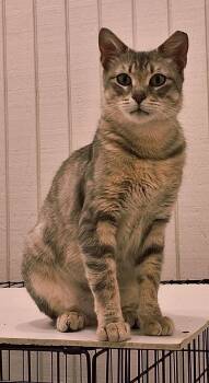 Domestic Short Hair Cats Available for Adoption in Tulsa, Oklahoma - Trust | PetCurious