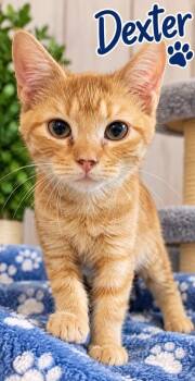 Dexter -  Domestic Short Hair Cat for Adoption in Dalton, Georgia - Dexter | PetCurious