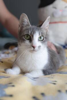 Domestic Short Hair Cats Available for Adoption in Fruit Heights, Utah - Louie | PetCurious