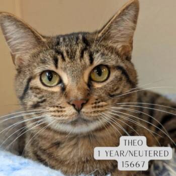 Theo -  Domestic Short Hair Cat for Adoption - Theo | PetCurious