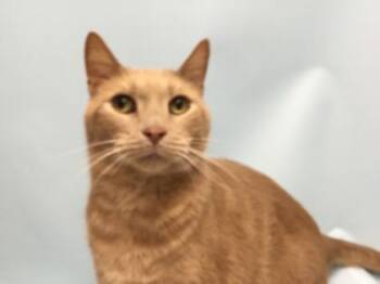 Augustus -  Domestic Short Hair Cat for Adoption in Woodbury, Minnesota - Augustus | PetCurious