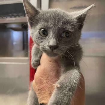 Rescue Russian Blue Cats for Adoption in Hemet, California - Mickey | PetCurious