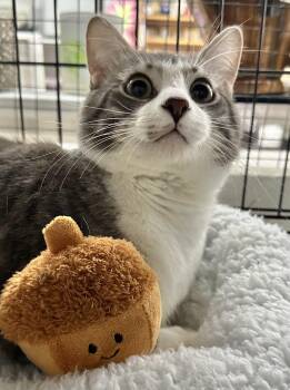 Domestic Short Hair Cats Available for Adoption in Riverside, California - Kumo | PetCurious