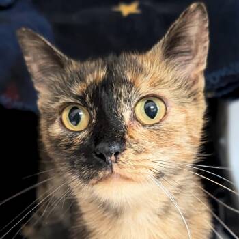 Chili -  Domestic Short Hair Cat for Adoption in Jefferson, Wisconsin - Chili | PetCurious