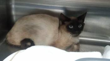 Siamese Cats Available for Adoption in Burgaw, North Carolina - Peyton | PetCurious