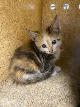 Spottedleaf -  Domestic Short Hair Cat for Adoption in Gastonia, North Carolina - Spottedleaf | PetCurious