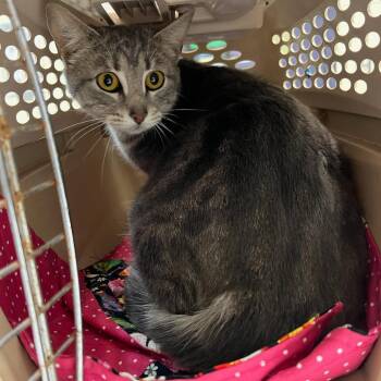 Domestic Short Hair Cats Available for Adoption in Charlottesville, Virginia - Scrunchie | PetCurious