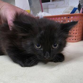 Domestic Medium Hair Cats Available for Adoption in Ardmore, Oklahoma - Gouda | PetCurious