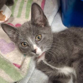 Domestic Short Hair Cats Available for Adoption in Lakeland, Florida - Fa | PetCurious