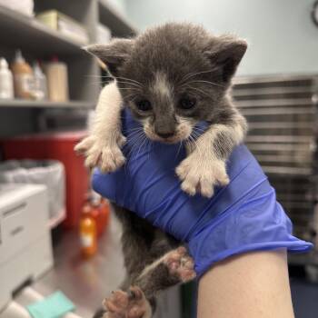 Edna -  Domestic Short Hair Cat for Adoption in Greensboro, North Carolina - Edna | PetCurious