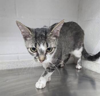SHANIA -  Domestic Short Hair Cat for Adoption in Grovetown, Georgia - SHANIA | PetCurious