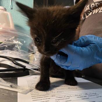 Domestic Long Hair Cats Available for Adoption in Leander, Texas - Pennywise | PetCurious