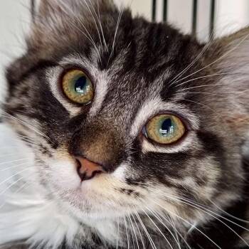 Domestic Medium Hair Cats Available for Adoption in Santa Rosa, California - Dirt (bonded With Leaf) | PetCurious