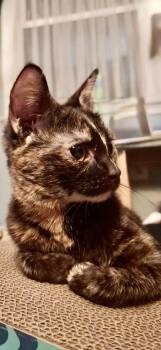Apple -  Domestic Short Hair Cat for Adoption in Harpers Ferry, West Virginia - Apple | PetCurious