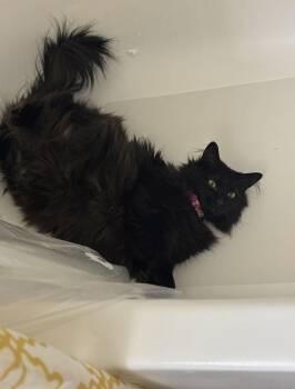 Domestic Long Hair and Norwegian Forest Cat Cats Available for Adoption - Grace Hopper | PetCurious