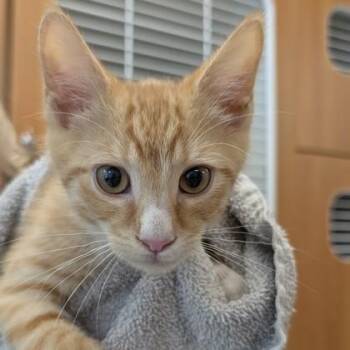 Frisco* -  Domestic Short Hair Cat Available for Adoption in Voorhees Township, New Jersey - Frisco* | PetCurious