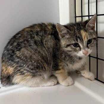 Domestic Short Hair Cats Available for Adoption in Trenton, New Jersey - Annie Oakley | PetCurious