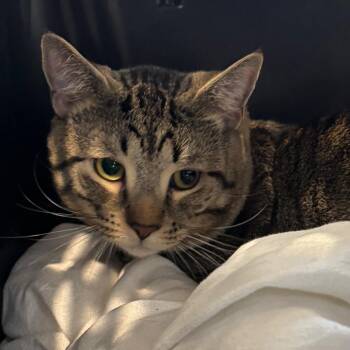 Jaspurr -  Domestic Short Hair Cat for Adoption in Allentown, Pennsylvania - Jaspurr | PetCurious