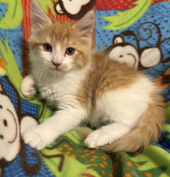 Rescue Domestic Medium Hair Cats for Adoption in Rustburg, Virginia - Chunky - Not At Shelter (Kristy) | PetCurious