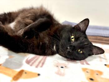 Domestic Long Hair Cats Available for Adoption - Ally | PetCurious