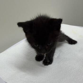 Schultz -  Domestic Short Hair Cat for Adoption in Chattanooga, Tennessee - Schultz | PetCurious