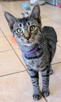 Domestic Short Hair Cats Available for Adoption - Frida | PetCurious