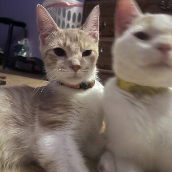 Turkish Angora and Tabby Cats Available for Adoption in Newark Valley, New York - Parsley | PetCurious