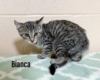 Bianca -  Domestic Short Hair Cat for Adoption in Clearfield, Kentucky - Bianca | PetCurious
