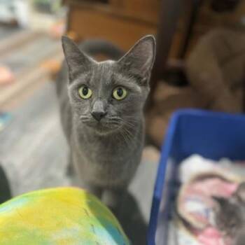 Professor McGonagall -  Domestic Short Hair Cat Available for Adoption in Janesville, Wisconsin - Professor McGonagall | PetCurious