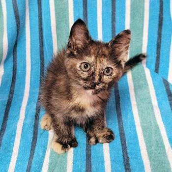 Citrus -  Domestic Medium Hair Cat for Adoption in Coos Bay, Oregon - Citrus | PetCurious