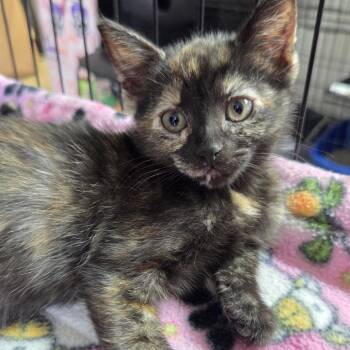 Lily  4 -  Domestic Short Hair Cat for Adoption in Belfair, Washington - Lily  4 | PetCurious