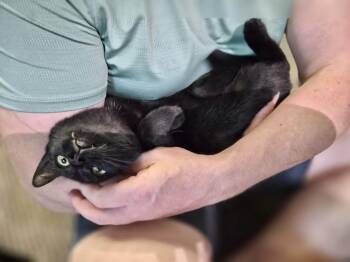 Star -  Domestic Short Hair Cat for Adoption in Melville, New York - Star | PetCurious
