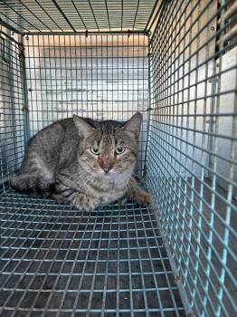 Muffin -  Domestic Short Hair Cat for Adoption in New Braunfels, Texas - Muffin | PetCurious