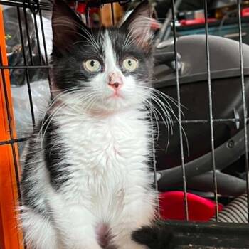 Domestic Medium Hair Cats Available for Adoption in Antioch, California - Jem | PetCurious