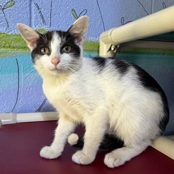 Tippy -  Domestic Short Hair Cat for Adoption in Stillwater, Oklahoma - Tippy | PetCurious