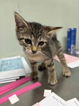 Domestic Short Hair Cats Available for Adoption in Picayune, Mississippi - Honeybun | PetCurious