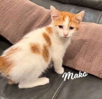 Rescue Turkish Van and Domestic Short Hair Cats for Adoption in Houston, Texas - Mako #brother-of-Bolin | PetCurious