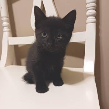 Trinket -  Domestic Short Hair Cat for Adoption in West Olive, Michigan - Trinket | PetCurious
