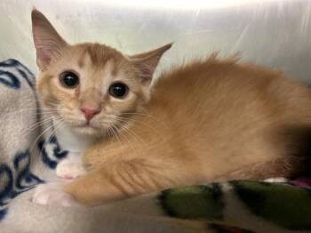 Rescue Domestic Short Hair Cats for Adoption in Grand Prairie, Texas - GINGER | PetCurious