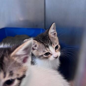 Blastoise -  Domestic Short Hair Cat for Adoption in South Haven, Michigan - Blastoise | PetCurious