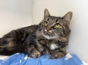 Domestic Medium Hair Cats Available for Adoption - LETTA | PetCurious