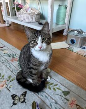 Bunny -  Domestic Short Hair Cat for Adoption in Naugatuck, Connecticut - Bunny | PetCurious