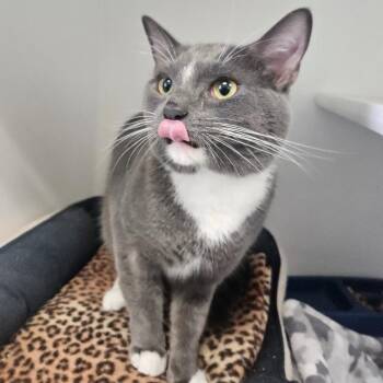 Zen -  Domestic Short Hair Cat for Adoption in Fall River, Massachusetts - Zen | PetCurious