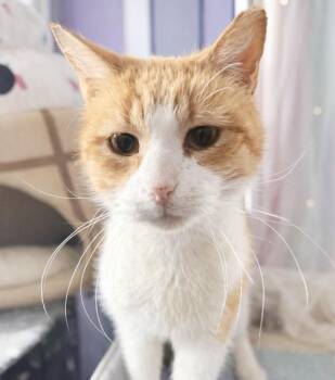 Tabby Cats Available for Adoption - Elliot | PetCurious