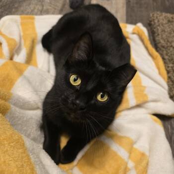 Domestic Short Hair Cats Available for Adoption in Warr Acres, Oklahoma - Osprey | PetCurious