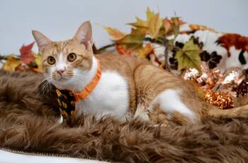 Rescue Domestic Short Hair Cats for Adoption in Sevierville, Tennessee - Taco | PetCurious