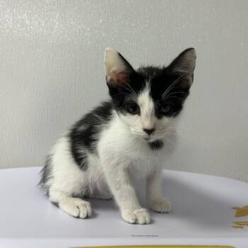 Domestic Short Hair Cats Available for Adoption in Gainesville, Florida - Declan | PetCurious