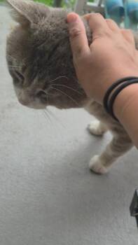 Pushpa -  Domestic Short Hair Cat for Adoption in Montreal, Quebec - Pushpa | PetCurious